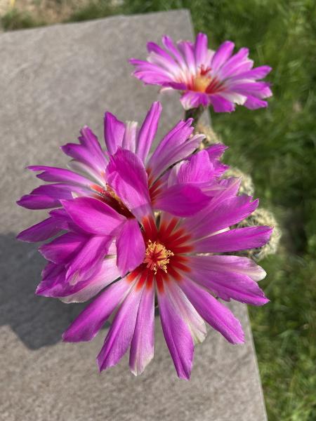 Thelocactus bicolor ssp. schwarzii